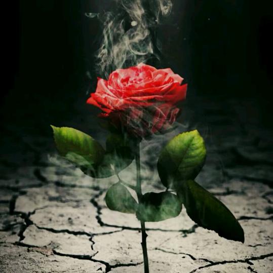 美芬拉