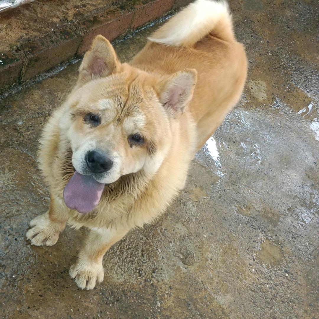 旺仔繁殖松狮犬