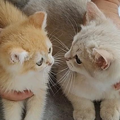 小臭猪是只猫