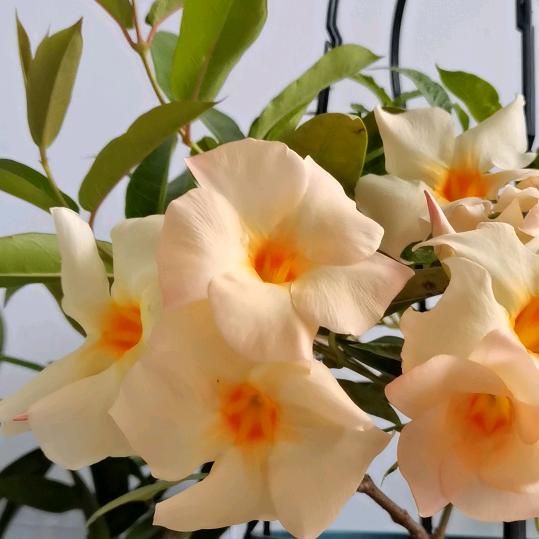 花花友🌸🍀🤗