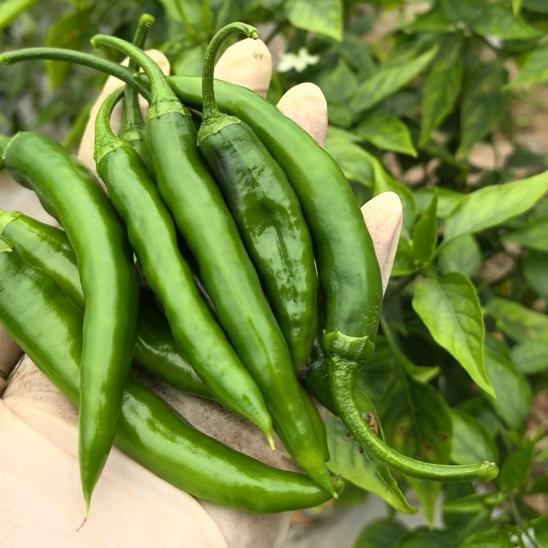 波密县兴兴蔬菜水果店  易贡辣椒