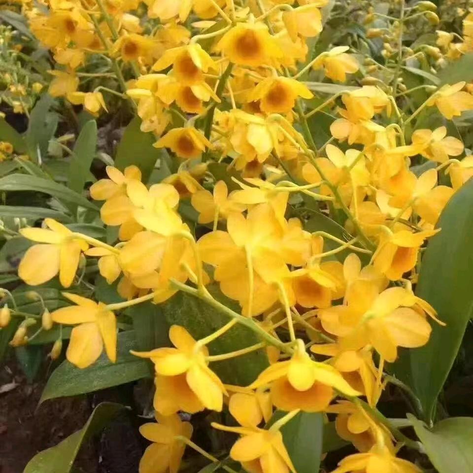 奇花异草。石斛鼓槌
