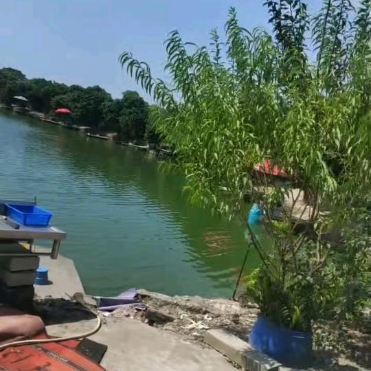 宝塘黑妹钓鱼场