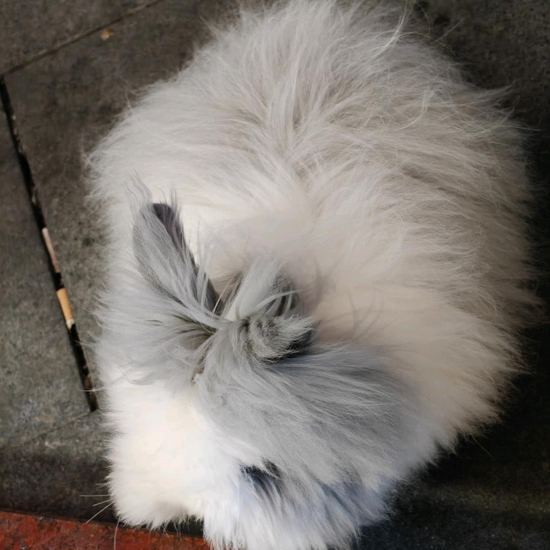 林大大