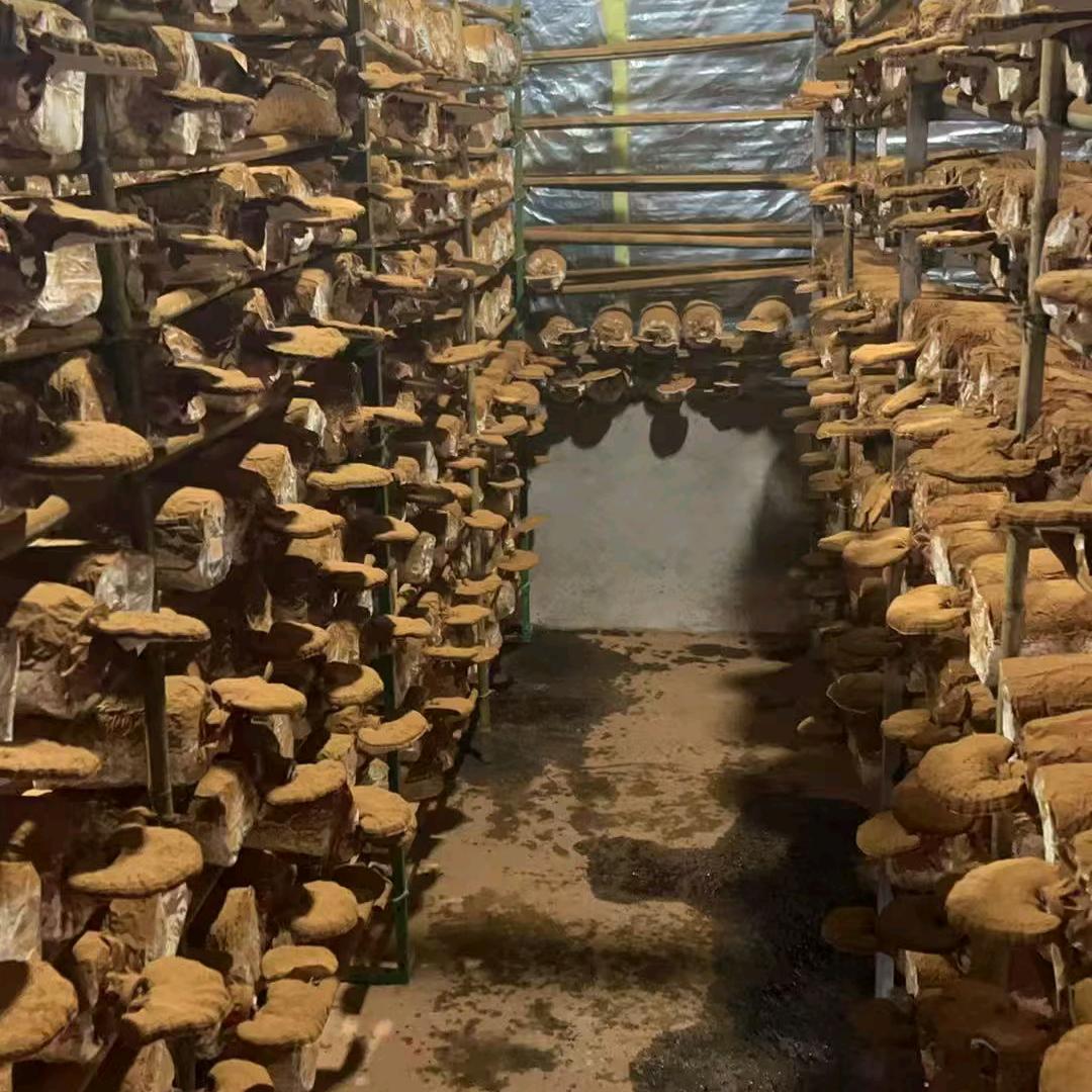 鲜灵芝