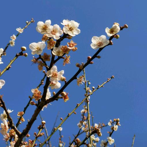梅花数点