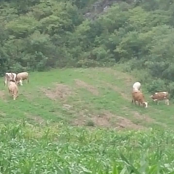 小刘牛🐮收售