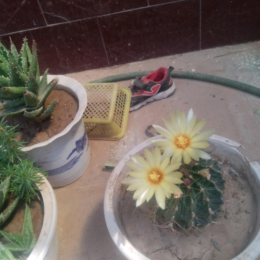 我是卖菜的君姐