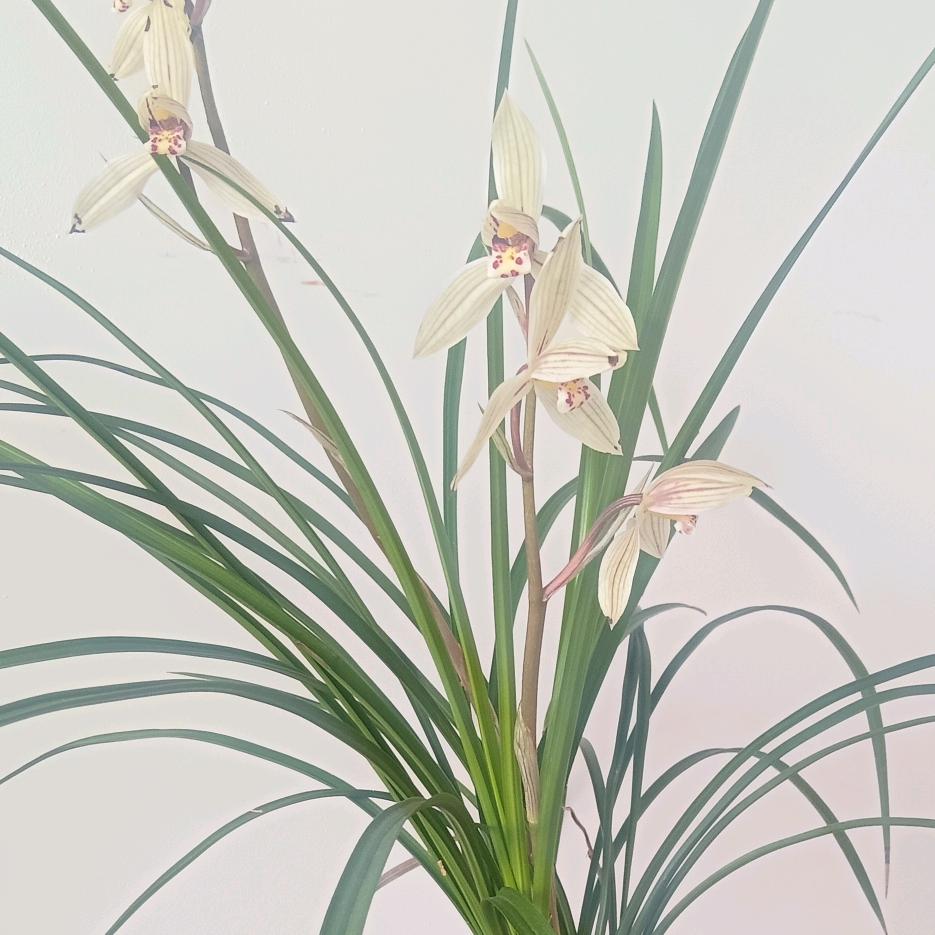 《木林森》