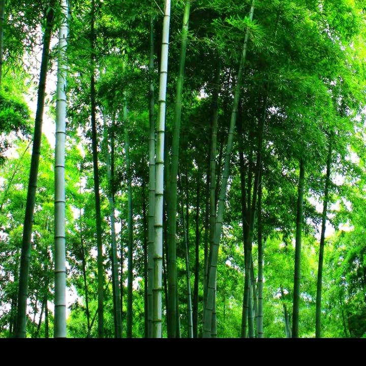 杨旭明