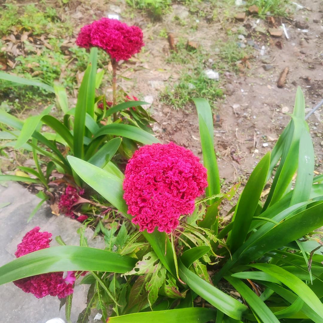 在鹿角卖维密内衣钟其利