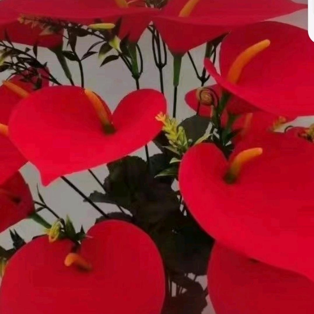 莲姐