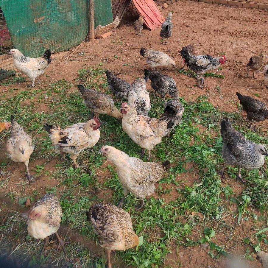昆明正宗农家散养土鸡