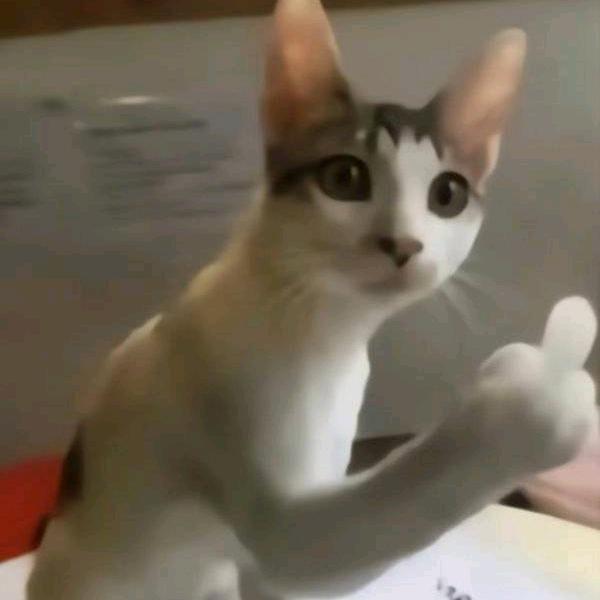 咕咕的飞羽