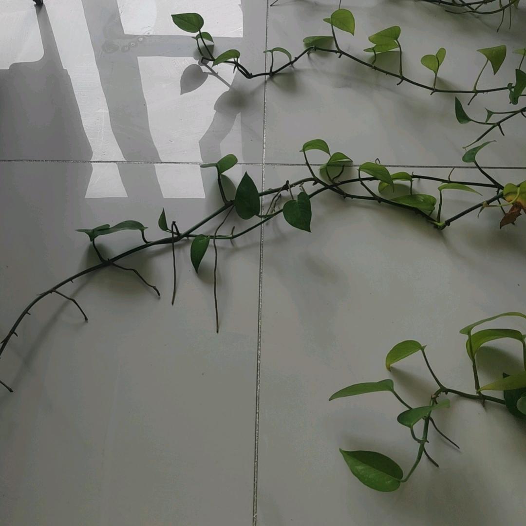 滨城小龙