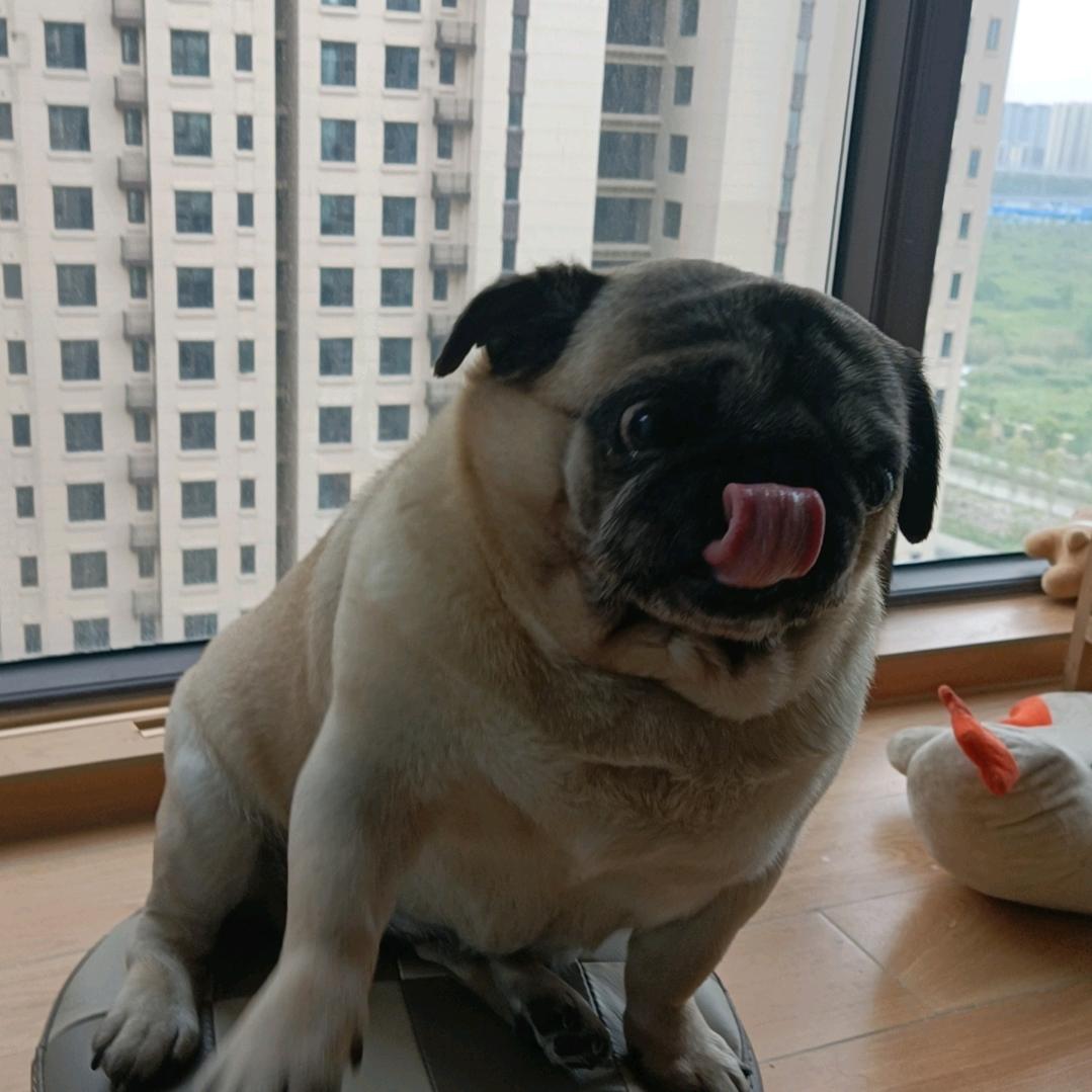 妮卡