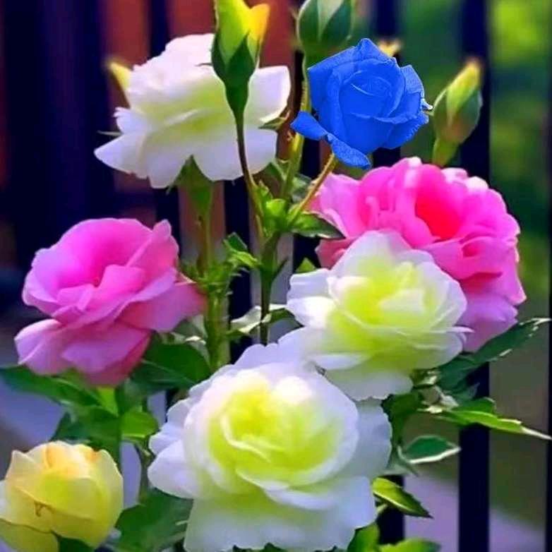 背水車新的月光族