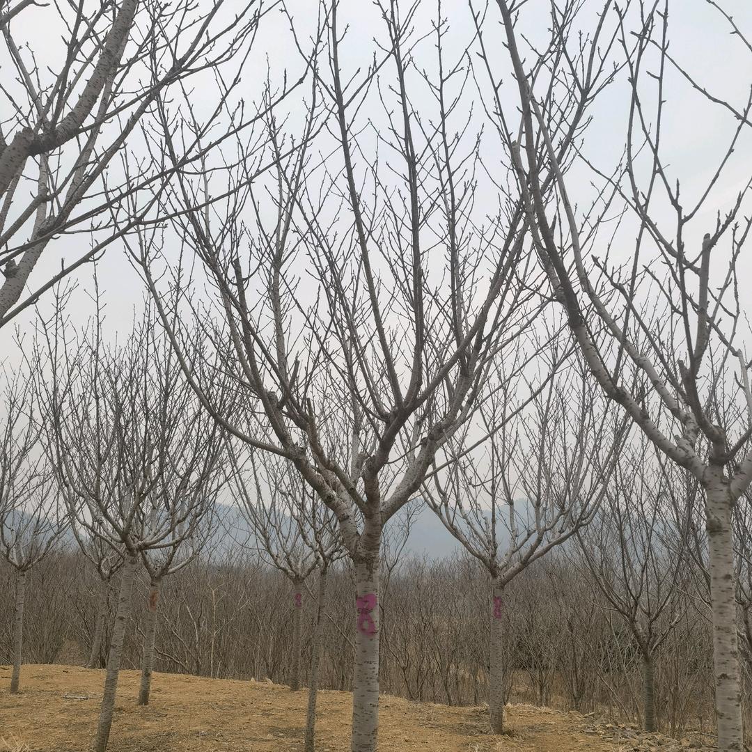 博野中一园林～刘洋