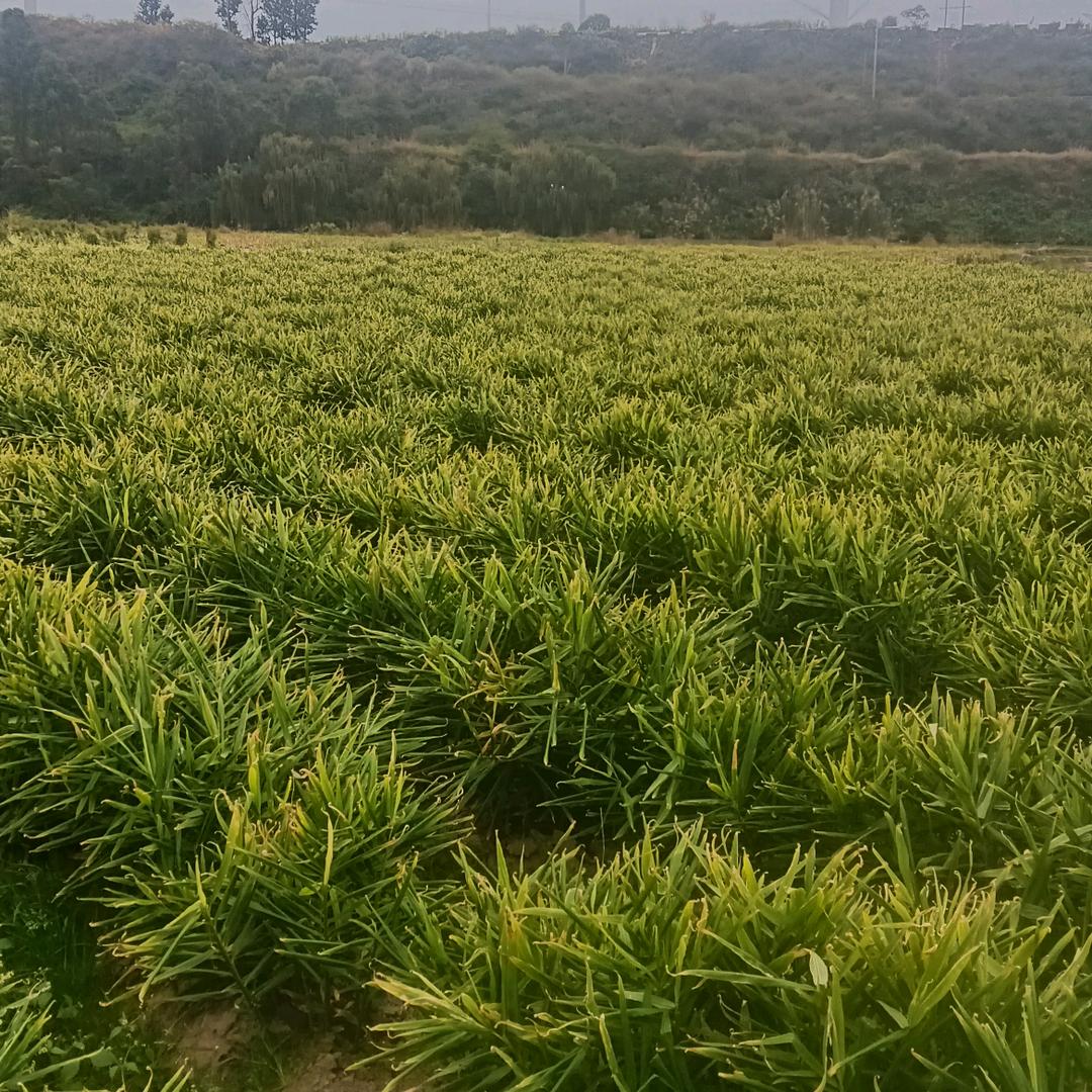 ％姜％就着过％蒜％了吧王小妹