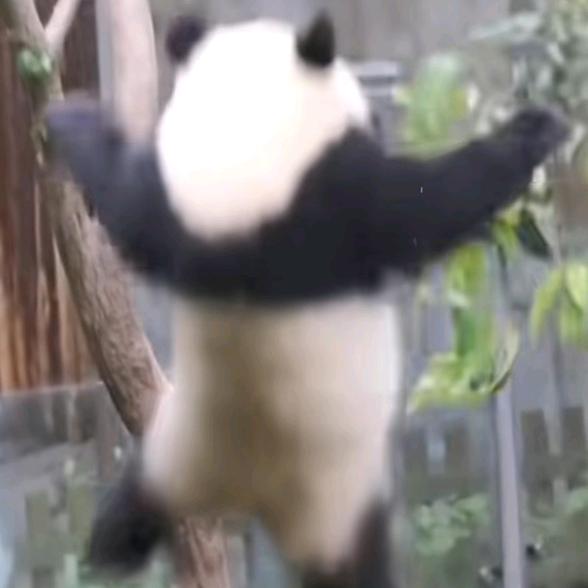 緣子（跑刀练习生）