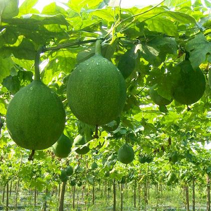 潜山县野天柱农业发展有限公司