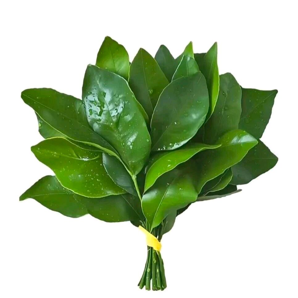 癫狂懒羊羊
