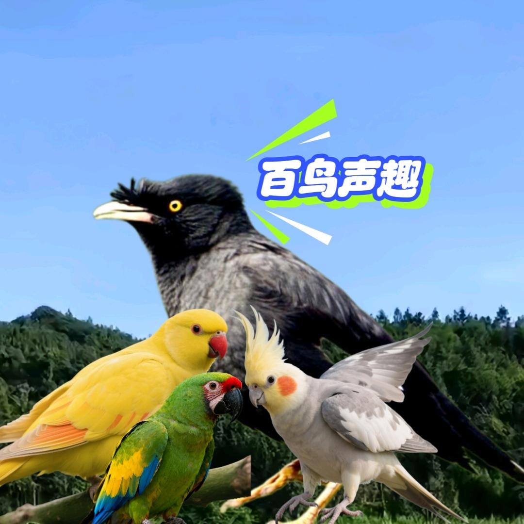 百鸟声趣🐦‍⬛🦜