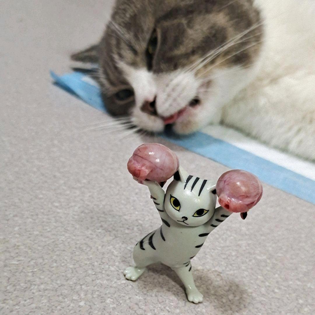 哈哈哥