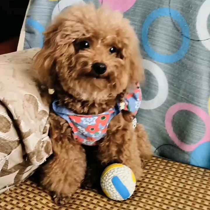 张小扣（扣宝）