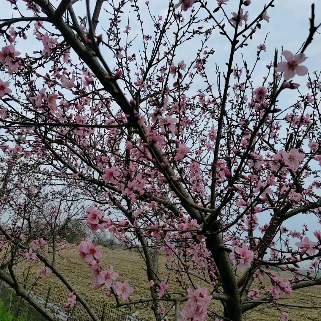 @柏元哥