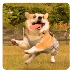 柠檬不想吃柚子