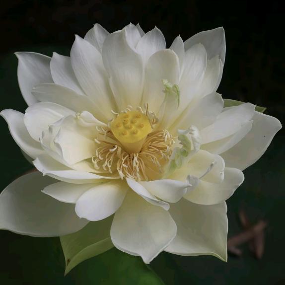 花开富贵、