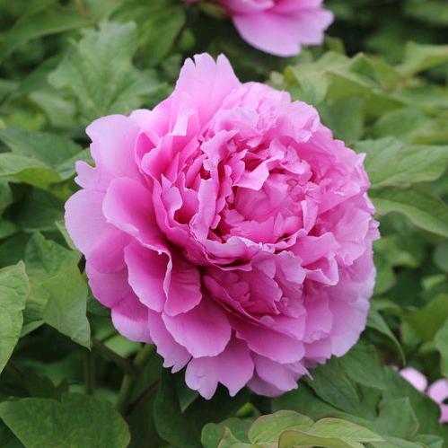 菏泽牡丹园艺基地