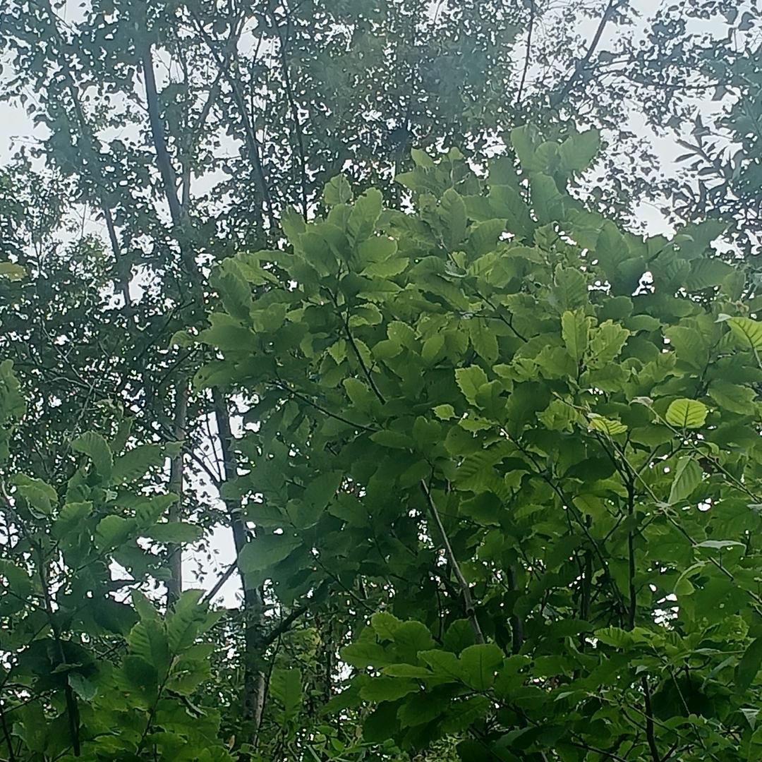 你永远都是我的