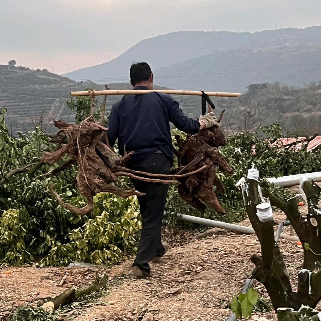马先生的瘤木弓坊