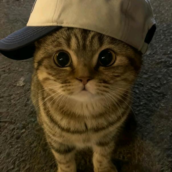 木吾木同