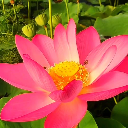 花开富贵613