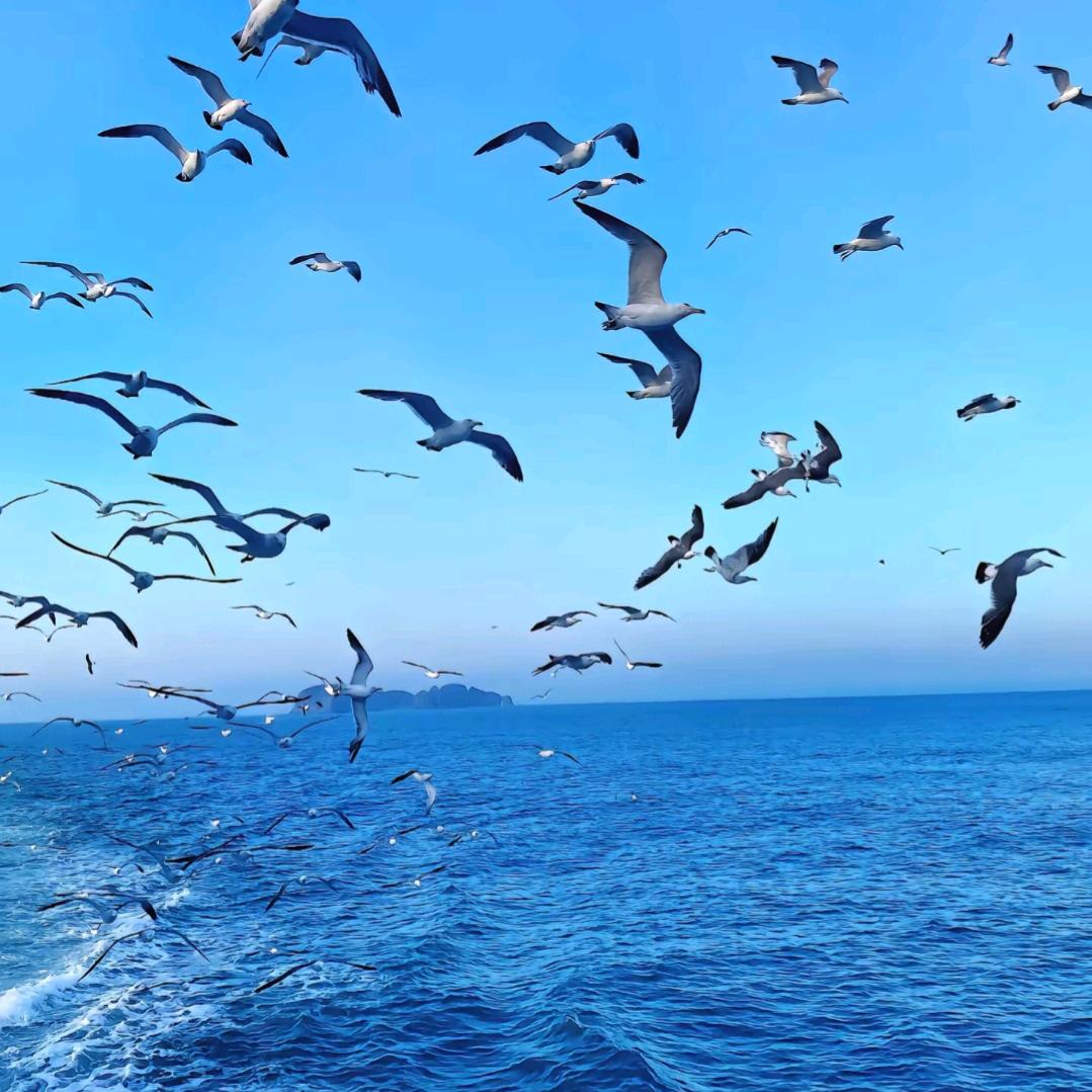 心沉大海💧