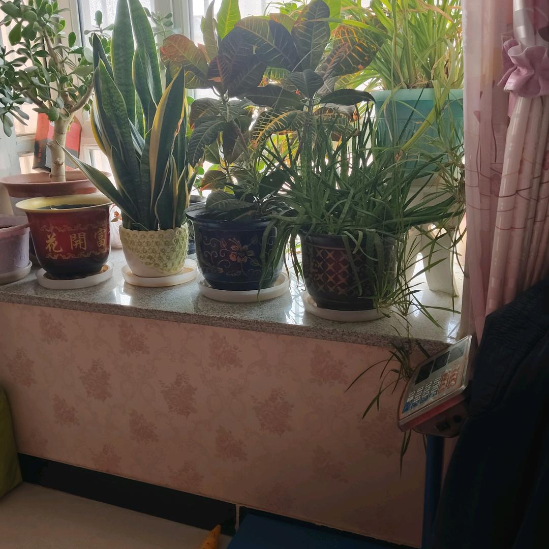 @苟大哥：2025年1月⑩号：晚上23