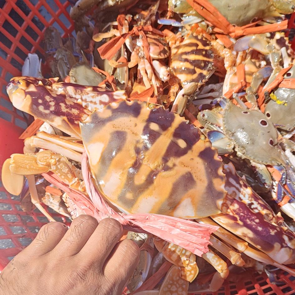 🐠🦐🦀🦑🦞