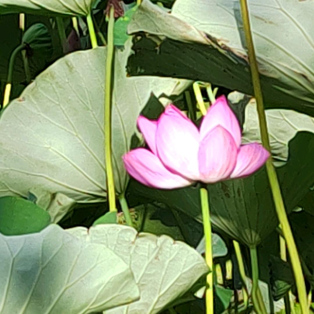 寒秋