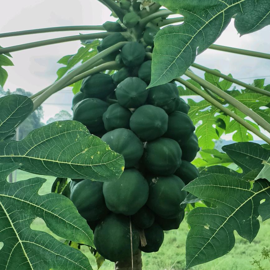 羊驼老师的日常记录