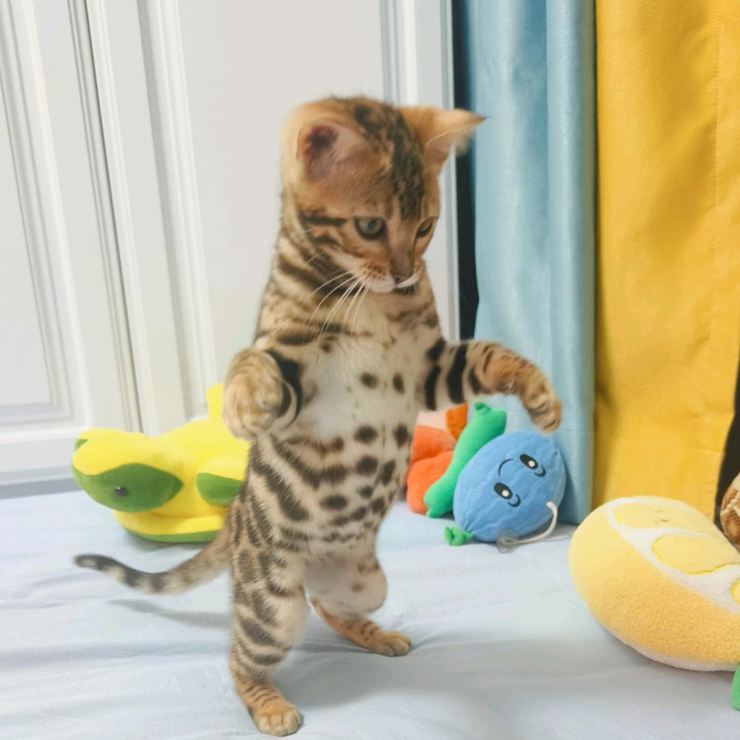 💓熊孩子与毛孩子