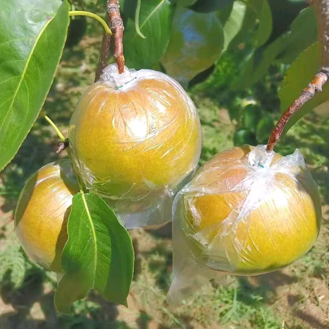 隰县小郭玉露香梨🍐