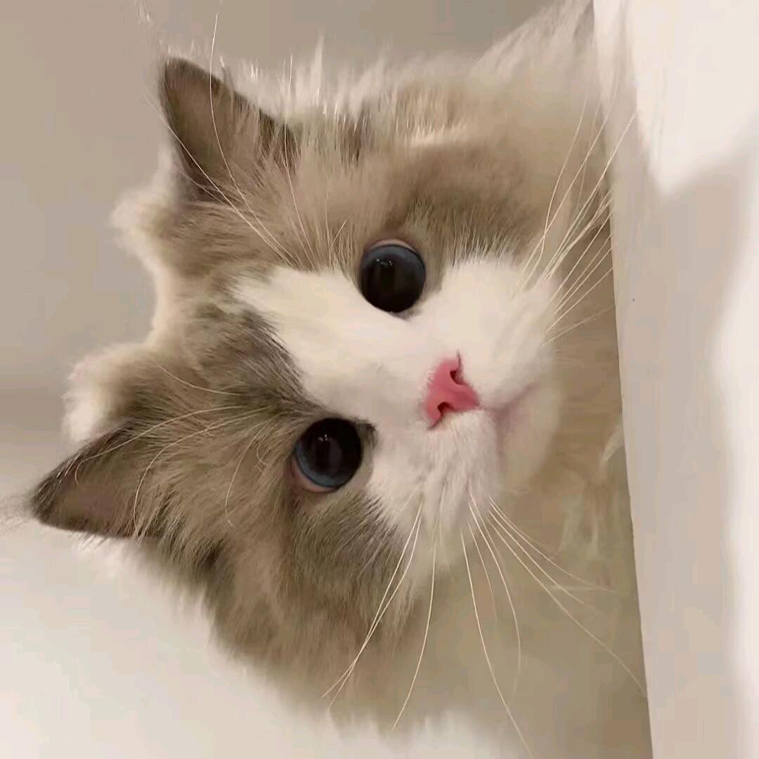 月云念