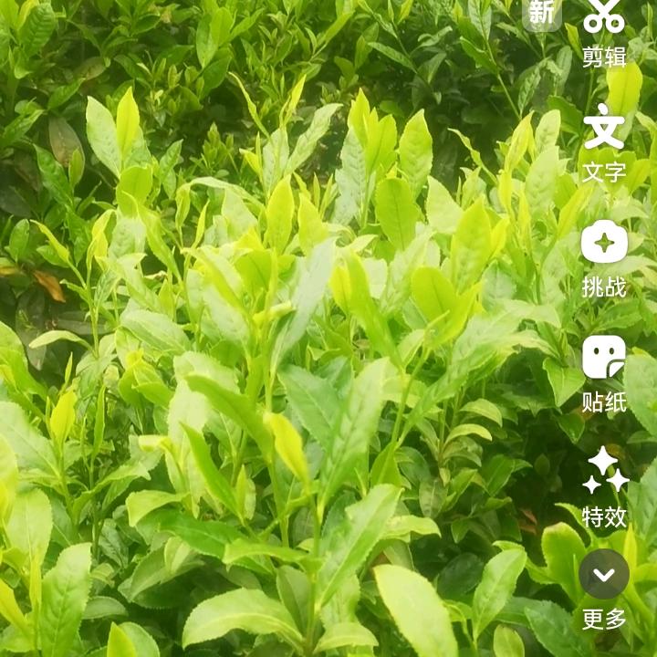 韦姐小吃，大有油茶