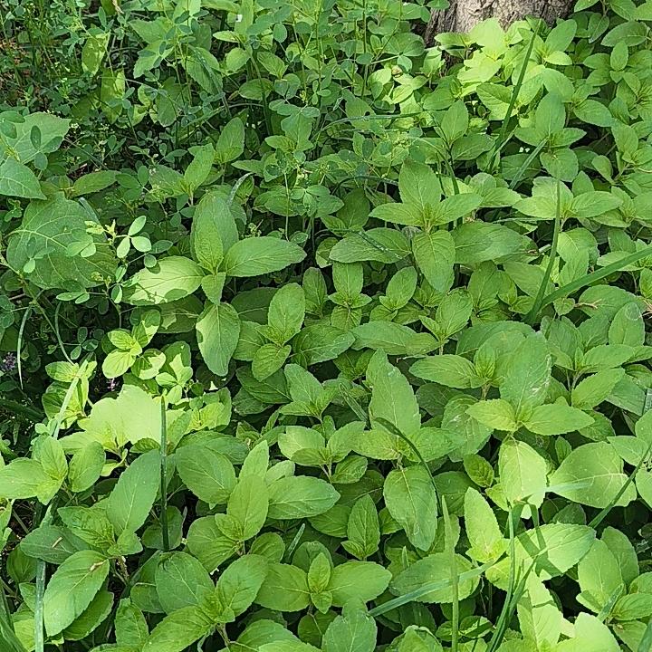 祁连山下金小果