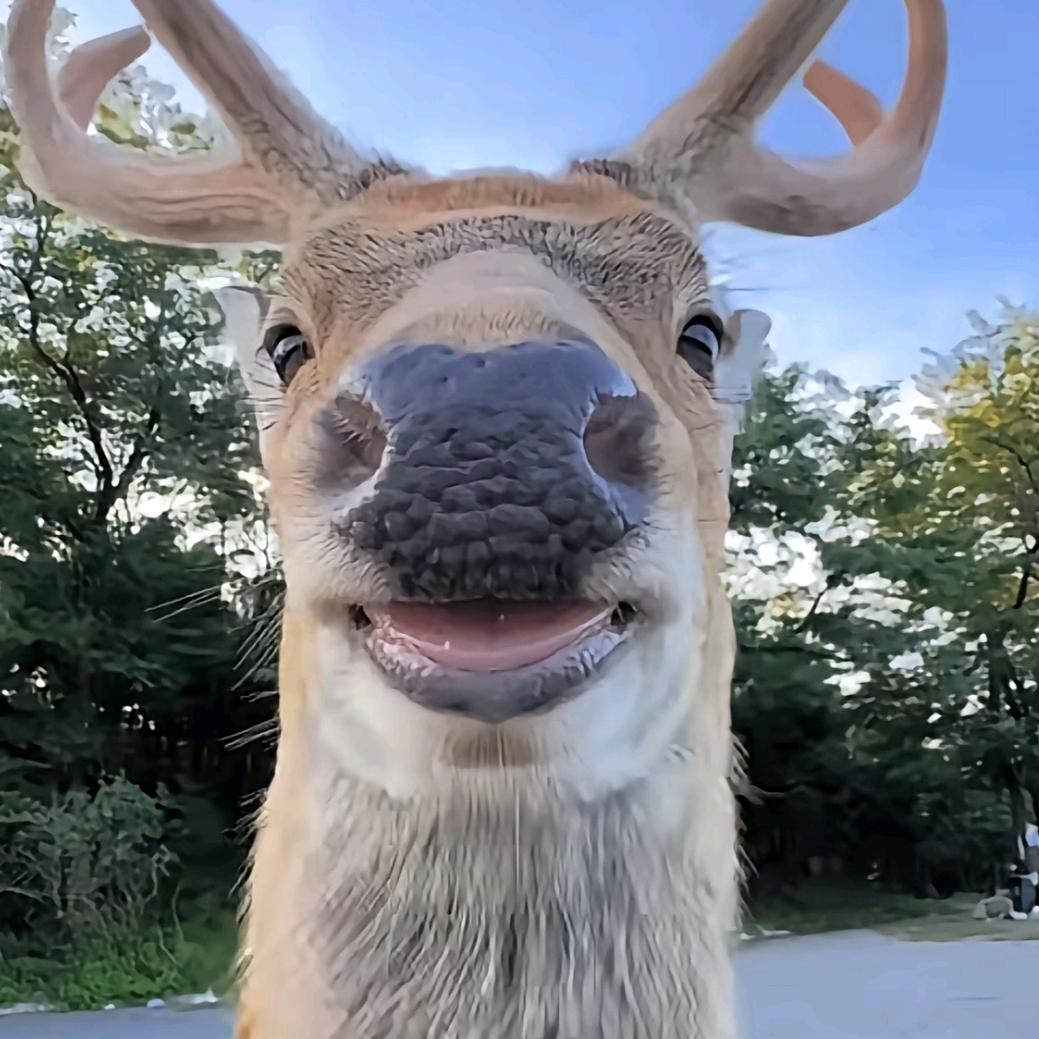 𝑮𝑹𝑬𝑬𝑵