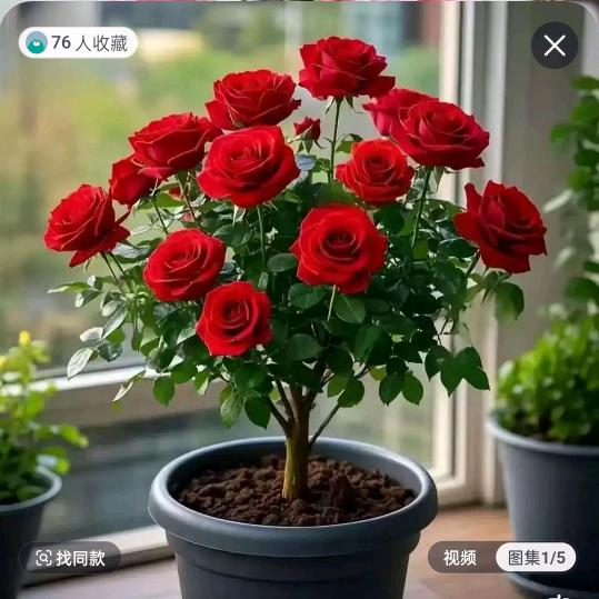 🥀好运常相伴🍒🦜