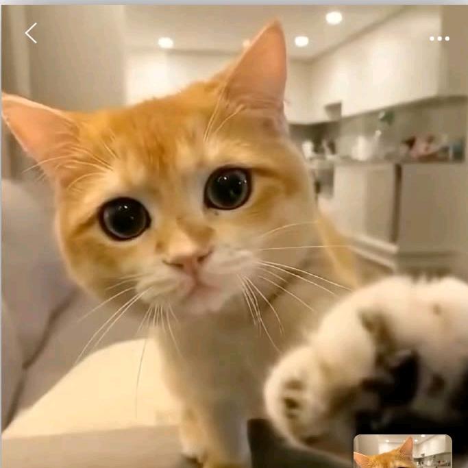 熬夜崽诺冰🇨🇳互关